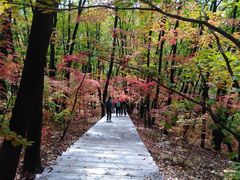 -云岭野山参风景区