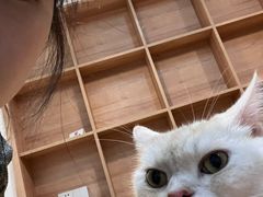 -是阿柴呀！柴犬咖啡·爱喵喵猫咖