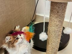 -小猫来了·猫舍(红山六九七九店)