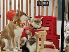 -柴迷FANS CLUB·柴犬狗咖·猫咖