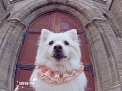 -超宠爱宠物摄影-Super pet