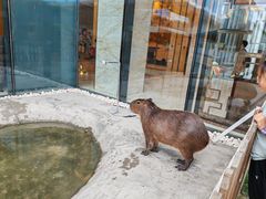 -廊坊固安福朋喜来登酒店