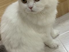 -猫和宫(六道口店)