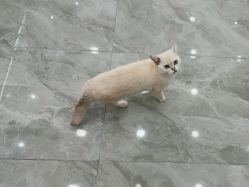 -镁连社·美联社
