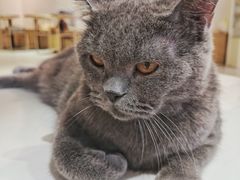 -Heymao猫咖.咖啡厅(东门店)