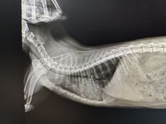 -派特宠物医院(圆融广场店)