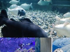 -海合安成都极地海洋公园
