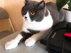 -猫音日语留学培训