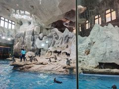 -帝企鹅自助餐厅•儿童岛•真企鹅(长隆企鹅酒店)