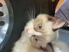 -爱佳宠物中心医院24H·CT·骨外科·猫专科(瑶海万达店)