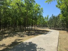 -永定河休闲森林公园
