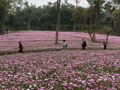-南宁良凤江国家森林公园