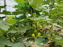 -银峰农庄·特色烧鸡·鲜无花果浸鸡