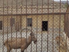 -新疆天山野生动物园