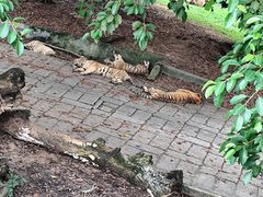 -深圳野生动物园