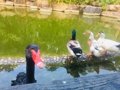 -西双版纳洲际度假酒店-海鲜傣味烧烤·侬香全日制餐厅