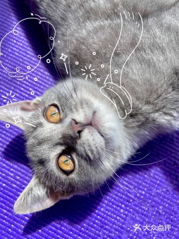 ️前方大量猫片出现！ 今天继续发一毛和一样的日常