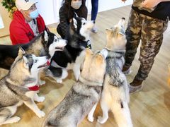 -Husky Go! 哈士奇体验馆·宠物咖啡厅狗咖