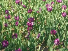 -长春公园(普阳街道)