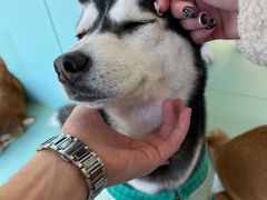 -怪兽屋·羊驼·猫咖·狗咖(俊华广场店)