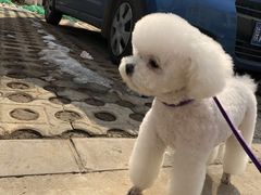 -芭比堂动物医院·犬猫全科·异宠专科(雁塔分院)