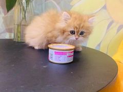 -欣宠猫屋·矮脚拿破仑·蓝金金渐层