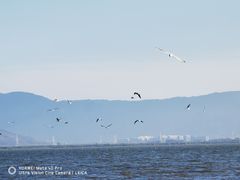 -深圳湾公园(南山区)