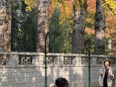 -三里屯东五街银杏大道