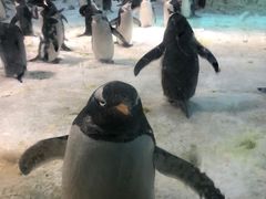 -大连圣亚海洋世界