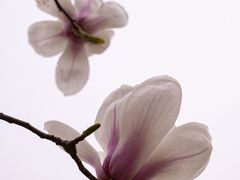 -桃花堤公园