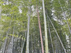 -同里国家湿地公园