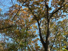 -上海佘山国家森林公园西佘山园