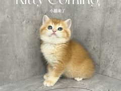 -小猫来了·猫舍(红山六九七九店)