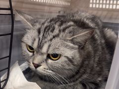 -瑞派康怡24h宠物医院·犬猫医疗中心·微创绝育(瑞景分院)