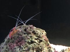 -暹罗海洋世界