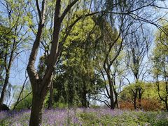 -上海滨江森林公园