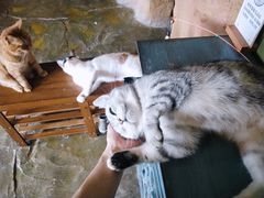 -猫猫幼稚园·撸猫·桌游·电玩