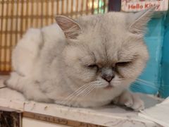 -猫小院猫主题咖啡厅(北锣店)