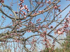 -永定河休闲森林公园