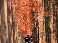 -黄海国家森林公园