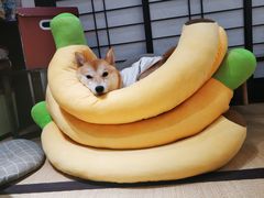 -逗柴咖啡屋·狗咖猫咖宠物桌游