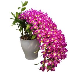 -Oasis Beauty水磨坊科技美肤中心