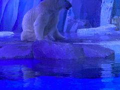 -上海海昌海洋公园-冰山北极馆