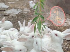 -河北省园博园