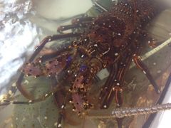 iphone_upload_pic-班赞海鲜市场