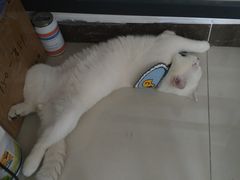 -lincat·猫舍(广州店)