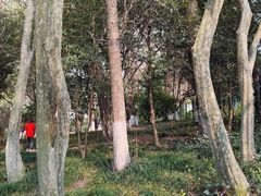 -瀛洲公园