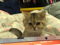 -佳雯宠物医院·皮肤科·内外科(春晓路分院)