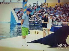 -秦皇岛乐岛海洋王国