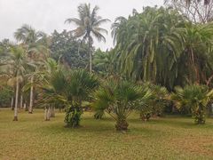 -中国科学院西双版纳热带植物园